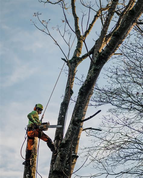 Tree Service .